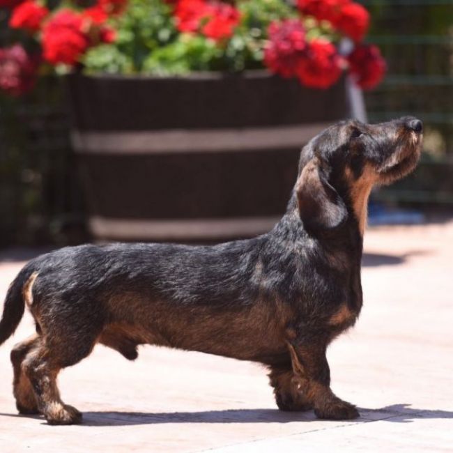 criadero de perros en Valladolid