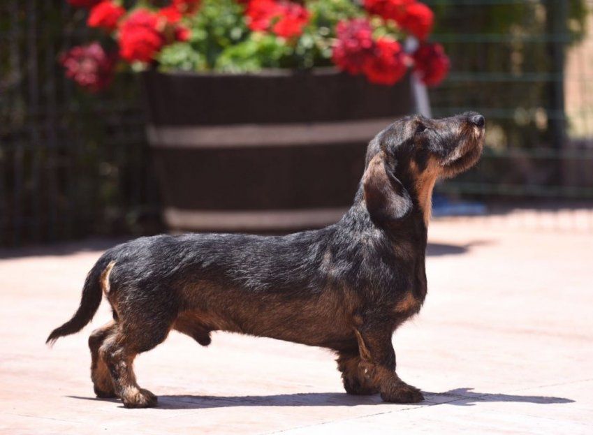 criadero de perros en Valladolid