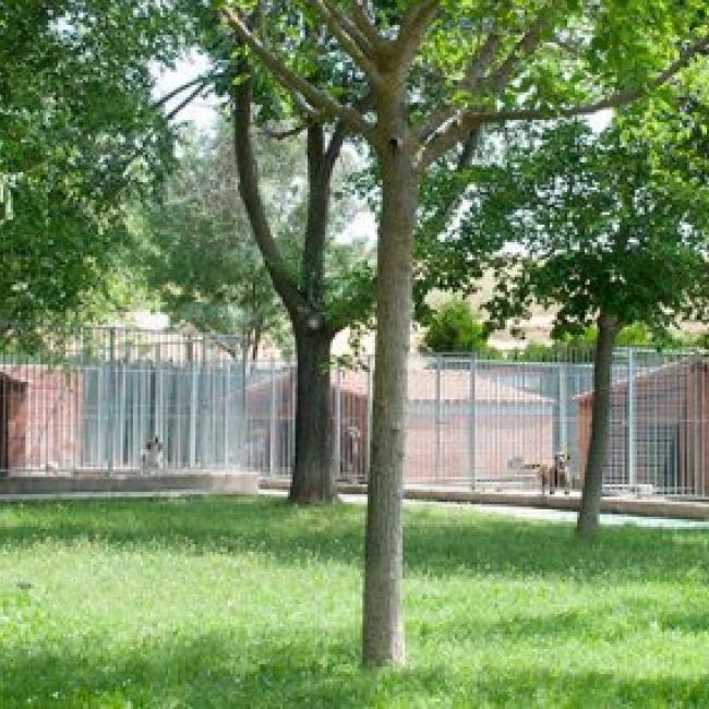 residencia canina