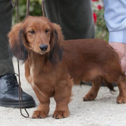 Chj y Ch.Fritze Von Charlottenhof. > Standard de pelo largo, P.A.N.