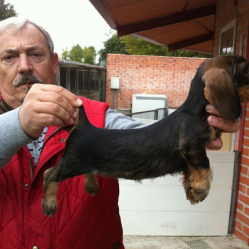 Cuidador con uno ejemplar