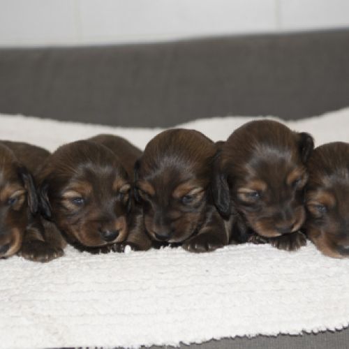Cachorros de Teckel standard de pelo largo