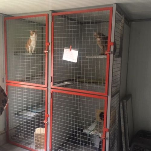 Vista de las instalaciones para gatos