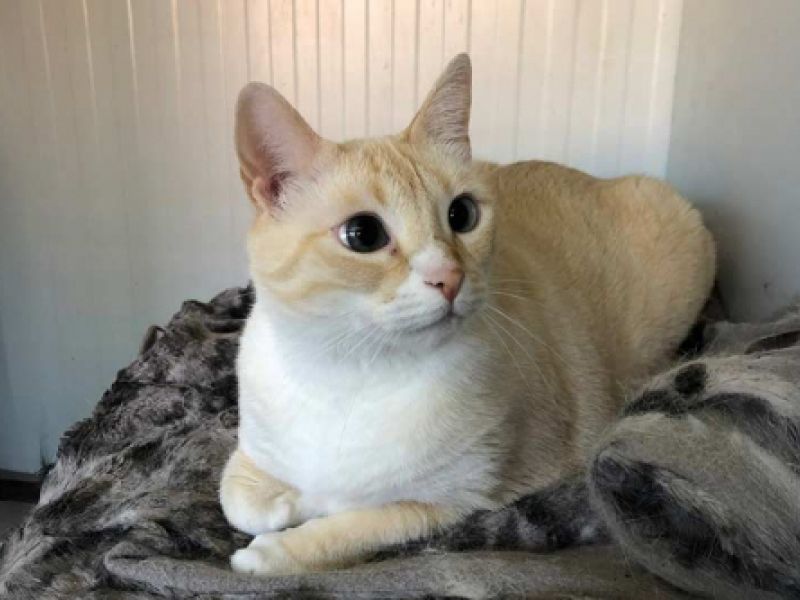 hotel para gatos