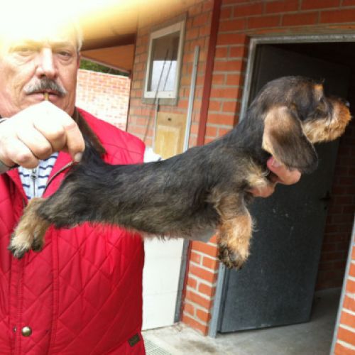 Cuidador con uno ejemplar