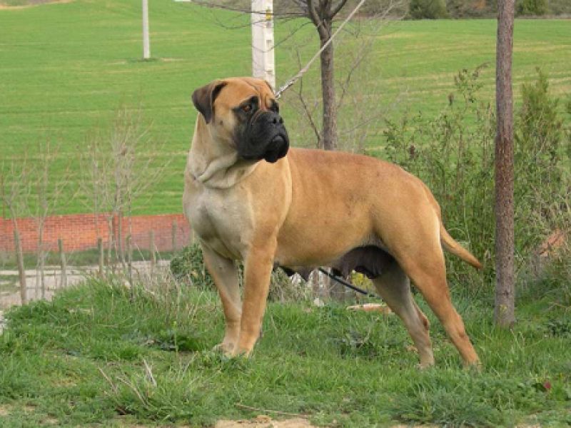 hotel para perros