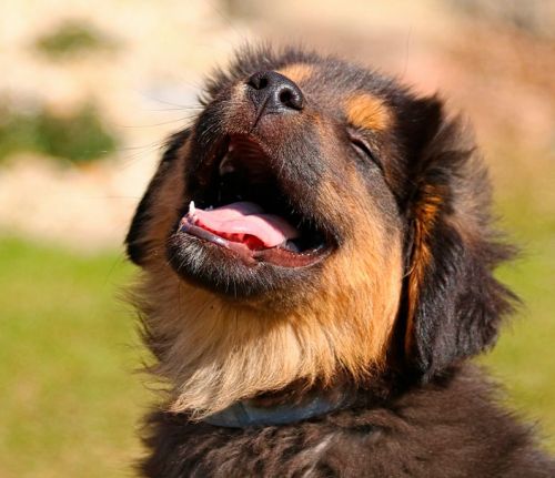 Tarifas Centro Canino La Yosa