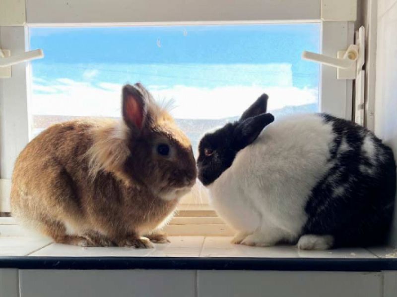 hotel mara mascotas