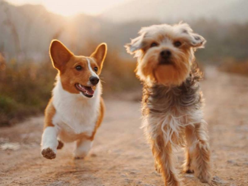 guardería canina